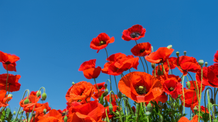 μεταμόρφωση